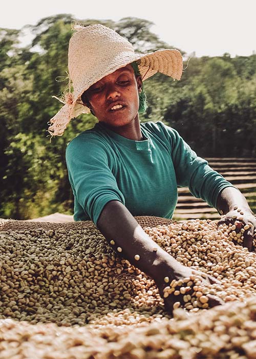 Arbeiterin auf einer Kaffee-Plantage