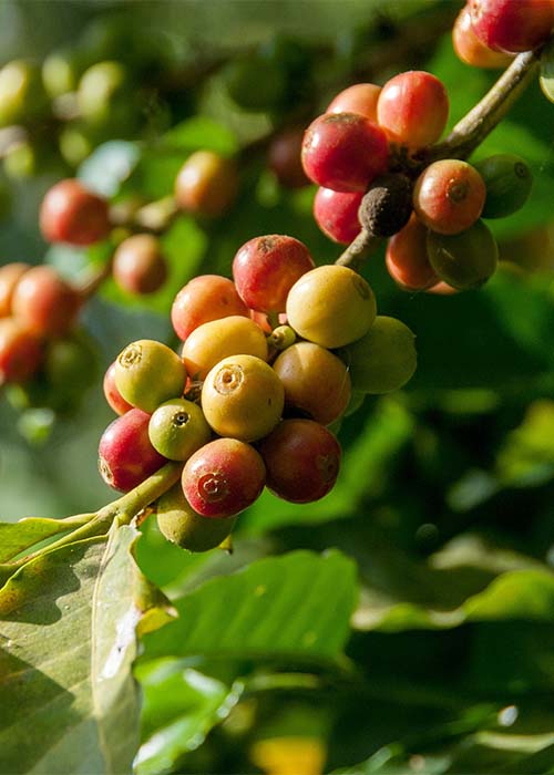 Früchte einer Kaffee-Pflanze